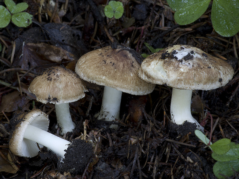 Inocybe pseudoreducta